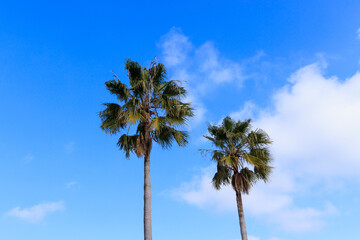 青い空と白い雲、そして椰子の木