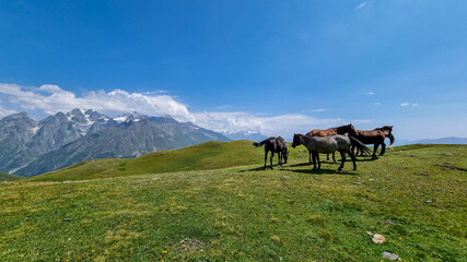 A herd of horses grazing on a pasture near the  Koruldi Lake with a dream like view on the mountain range near Mestia in the Greater Caucasus Mountain Range, Upper Svaneti, Country of Georgia.Wildlife