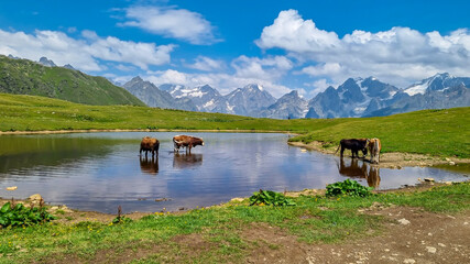 Fototapeta premium Cattles swimming in a pond near the Koruldi Lake with a dream like view on the mountain range near Mestia in the Greater Caucasus Mountain Range, Upper Svaneti, Country of Georgia. Wildlife