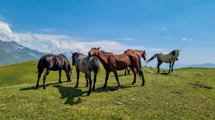 Fototapeta na wymiar A herd of horses grazing on a pasture near the Koruldi Lake with a dream like view on the mountain range near Mestia in the Greater Caucasus Mountain Range, Upper Svaneti, Country of Georgia.Wildlife