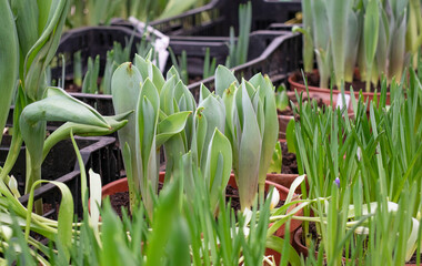 Seedling flowers tulips in the pots
