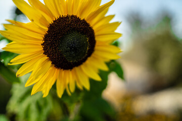 Słonecznik samotny w ogrodzie