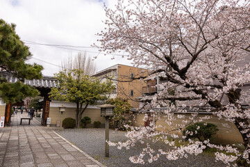 Fototapeta na wymiar 千本釈迦堂の桜