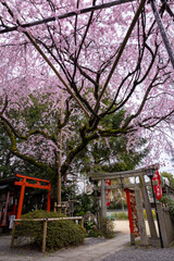 水火天満宮の桜