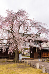 妙覚寺の大門と桜