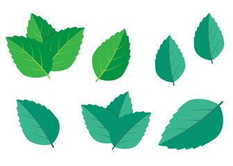 Naklejka na ściany i meble Mint green vector illustration set. Mint logo vector