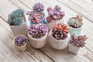 Succulent flowers propagation. Beautiful echeveria plants on white background