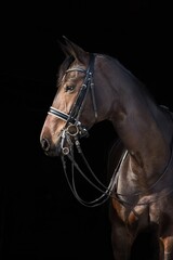 Fototapeta na wymiar Portret gniadego konia