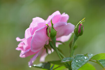A red rose is about to bloom among the pink roses already blooming in the garden.
