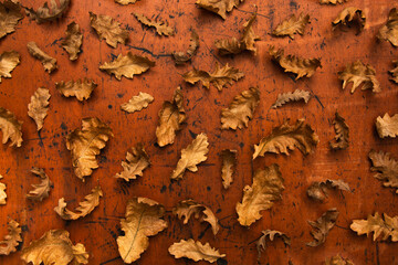 Oak leaves on a wooden background. The minimal concept of Christmas among the Orthodox. Pattern of leaves in autumn.