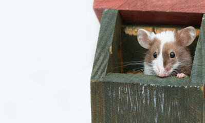 Obraz premium A decorative mouse peeks out of a wooden house on a white background with copy space. Curious pet.