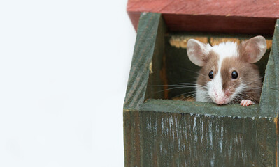 A decorative mouse peeks out of a wooden house on a white background with copy space. Curious pet.