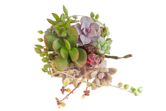 Succulent plants in pot on white. Echeveria Perle von Nurnberg, graptosedum francesco baldi, senecio herreianus and crassula