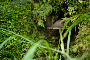 苔とキノコ