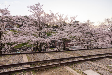 Fototapeta na wymiar 蹴上インクラインの桜