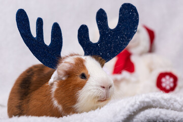 Guinea pig dressed with reindeer antlers for christmas and celebrations