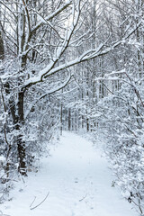Scenic snow covered outdoor forest view after snowstorm