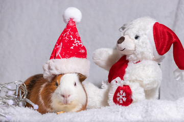 Guinea pig dressed for christmas and celebrations