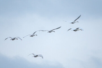 Swans in flight