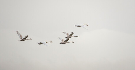 Swans in flight