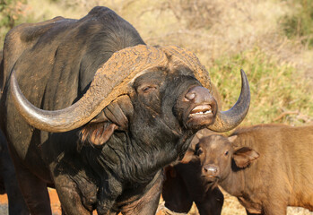 Large BufFalo Bull flehmen response, South Africa