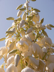 White palm blossoming flowers closeup side view