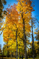 Fototapeta na wymiar autumn in the forest, Kuldiga, Latvia, autumn, Venta River, Baltics, Baltic countries, Baltics, Europe