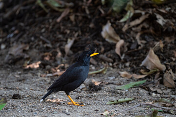 White - vented Myna