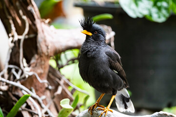 White - vented Myna