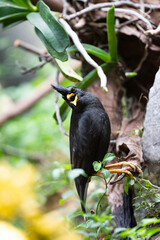 White - vented Myna