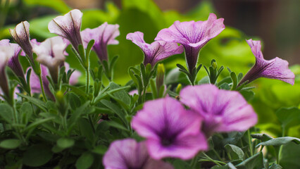 Macro de fleurs, ornant le bord d'une route, à proximité d'un village