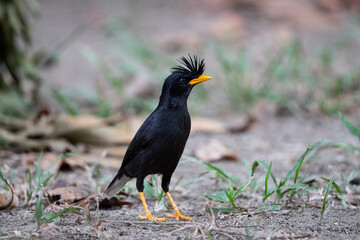 White - vented Myna