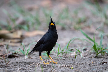 White - vented Myna