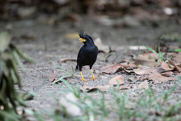 White - vented Myna