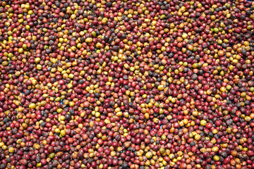 Coffee beans from the muria mountains, Central Java, Indonesia being dried in the sun.

