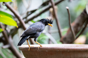 White - vented Myna