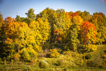 Fototapeta premium autumn forest in Kuldiga, Latvia, autumn, Baltics, Baltic countries, Baltics, Europe