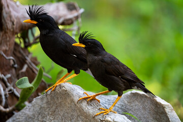White - vented Myna