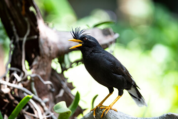 White - vented Myna