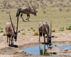 Naklejka na ściany i meble Three oryx at a waterhole in the Kgalagadi Transfrontier Park in South Africa