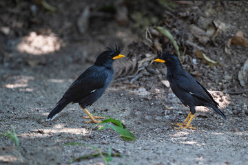 White - vented Myna