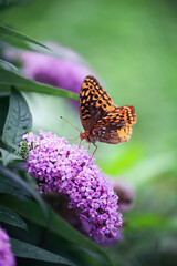 Aphrodite Fritillary Butterfly in the family Nymphalidae feeding from a Pugster Amethyst butterfly bush, growing in a flower garden in southern Kentucky. Selective focus with blurred background.