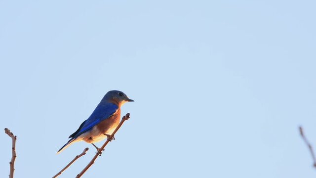 Slow motion close up shot of Eastern bluebird flying out from a tree