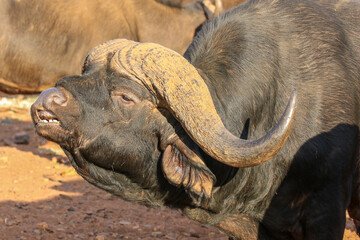 Large BufFalo Bull flehmen response, South Africa