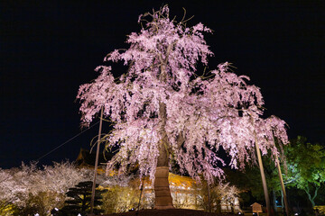 京都・東寺のしだれ桜