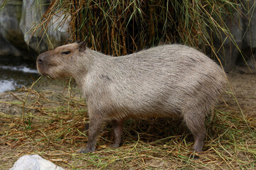The Capybara giant rat is cute animal in garden