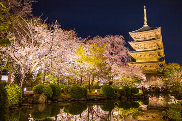 京都・東寺と桜