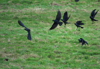 jackdaws (Corvus monedula) searching out food on green meadow grass