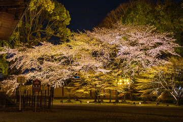 京都・東寺の桜