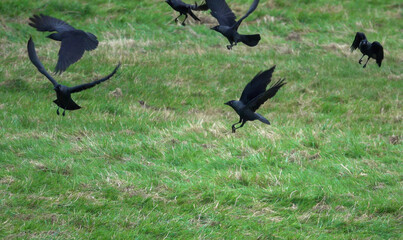 jackdaws (Corvus monedula) searching out food on green meadow grass